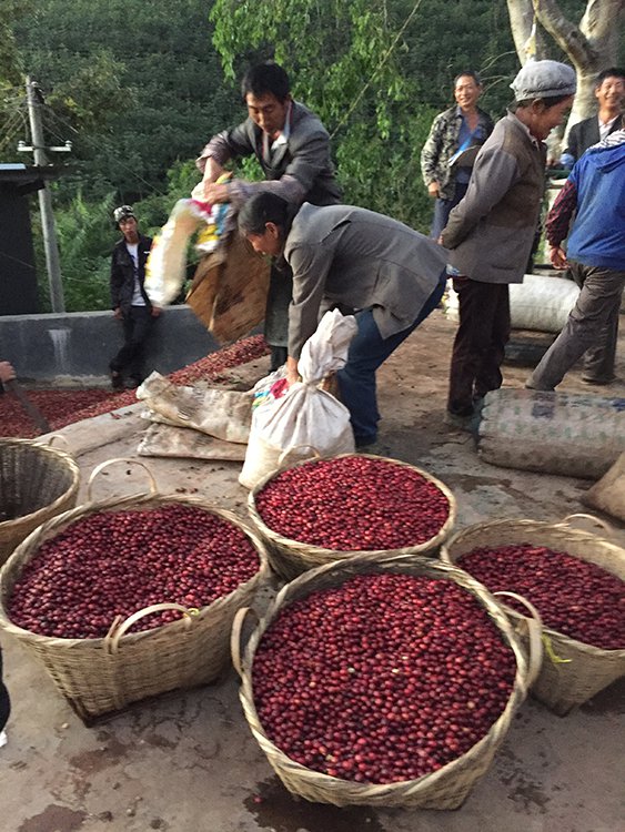 Yunnan: Arabica Supplier to the World?