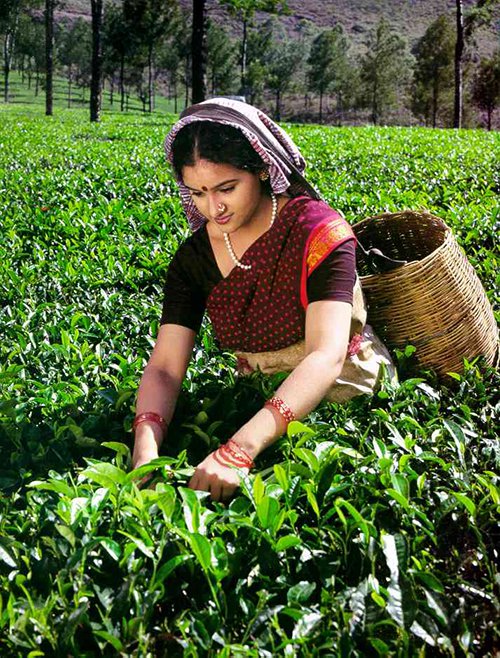 Instant India - STiR Coffee and Tea Industry International - STiR is