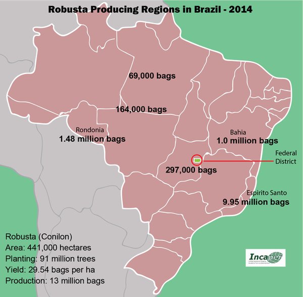 Robusta harvest advances in the main producer regions of Brazil
