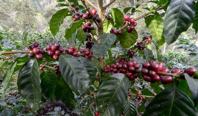 Starmaya Coffee Hybrid Could ‘Reshape Coffee’