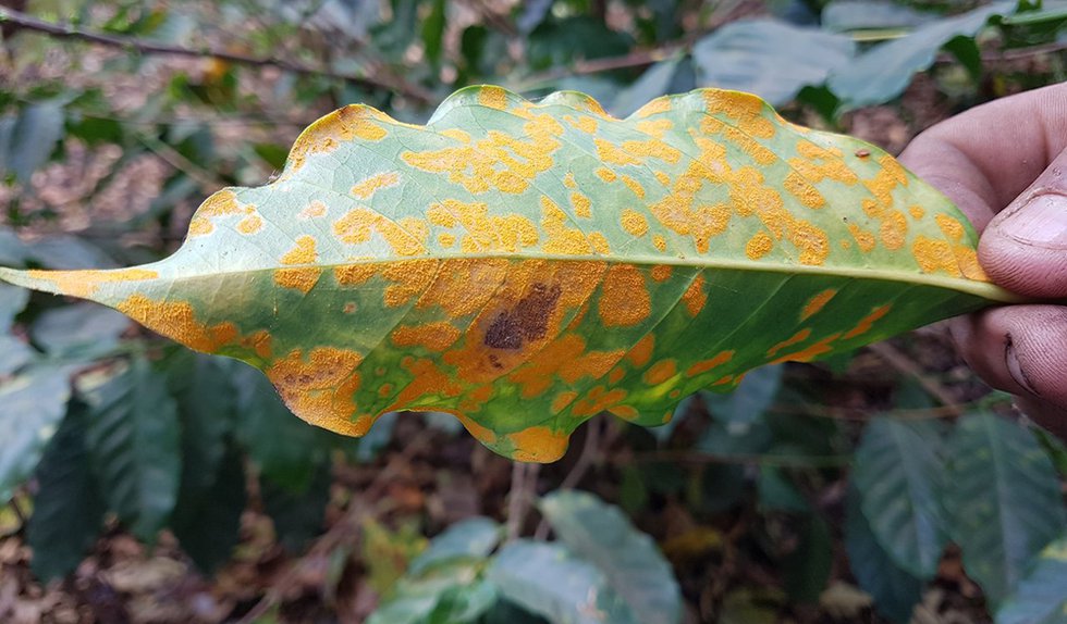 Leaf Rust Hits Lempira Plant