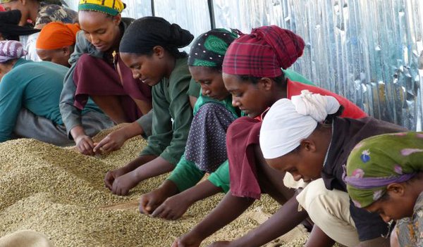 Safeguarding Ethiopia’s Coffee Takes on New Urgency
