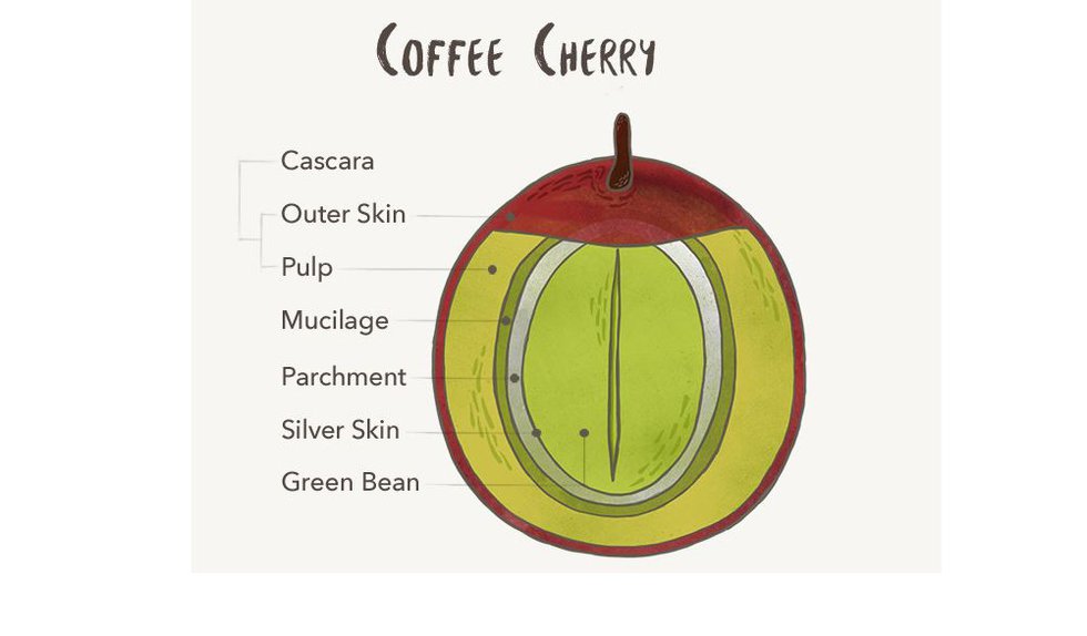 Now is the Time for Cascara