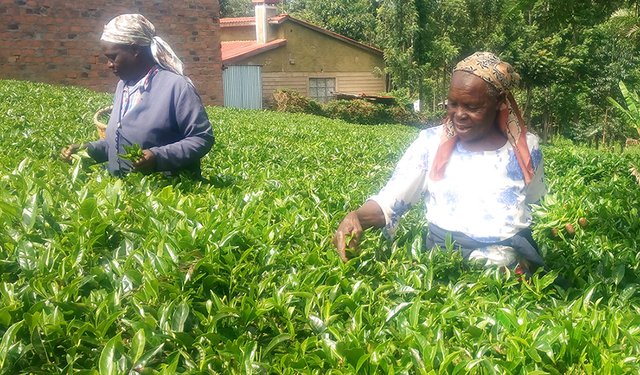 Kenya Small Growers Opt for Private Buyers