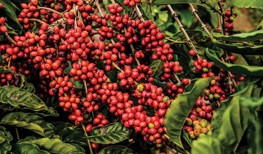 Brazil Bets on Specialty Conilon - STiR Coffee and Tea Magazine