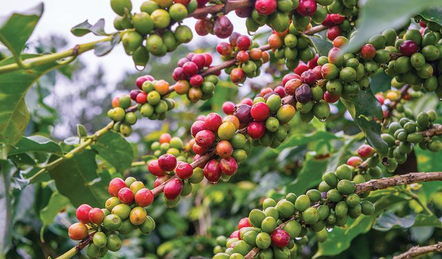 Coffee beans at a plantation after rain in Vietnam