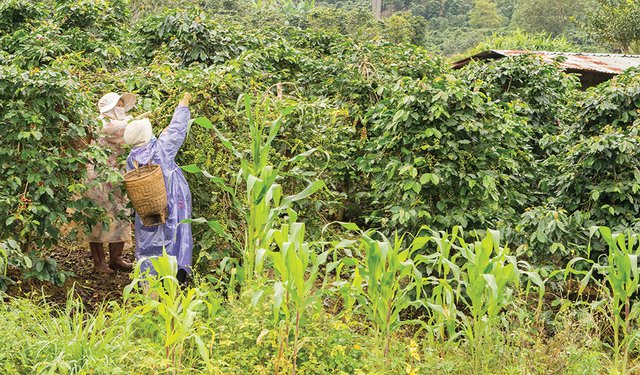 harvesting of coffee in Vietnam near Da Lat