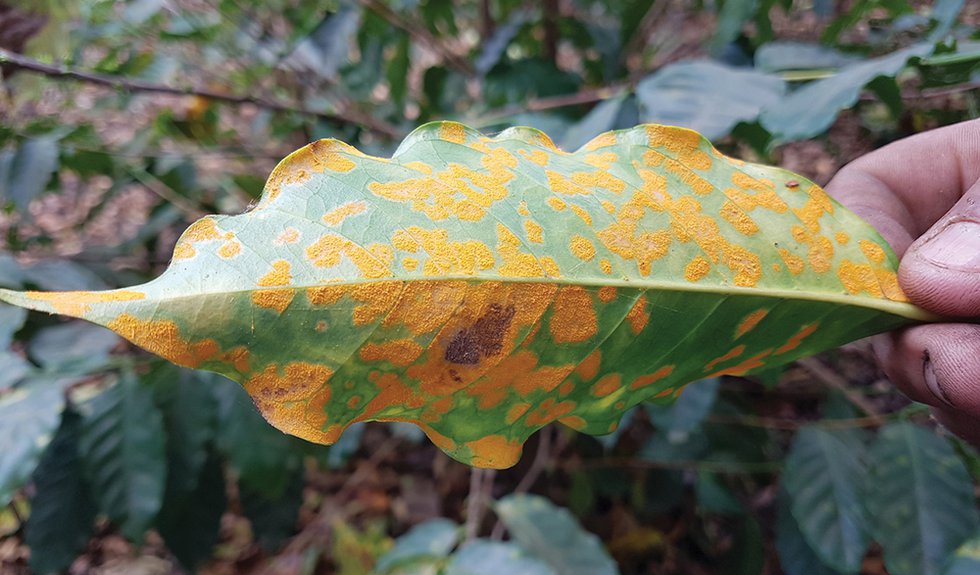 Leaf Rust Danger Grows