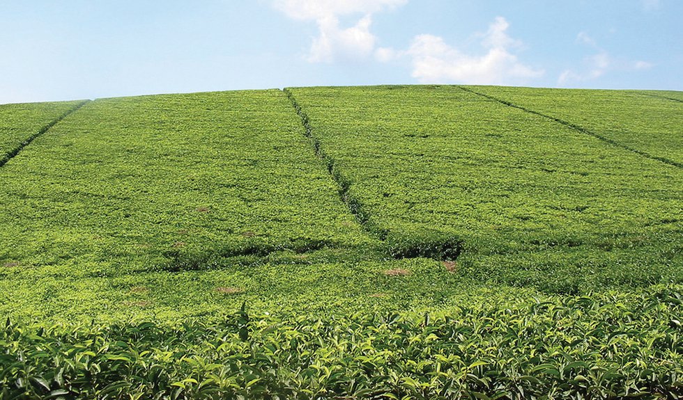 Reforestation in Tea Areas