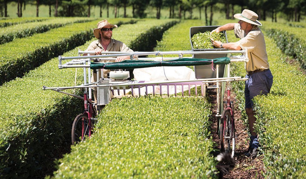 Growing Tea the Aussie Way