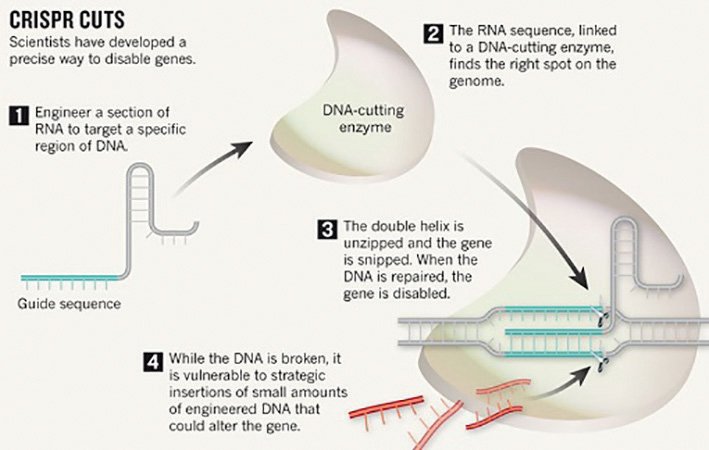 CRISPR: Gene-editing