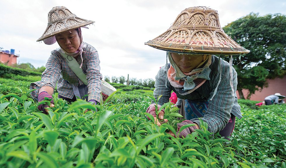 Thailand Tea Organic Mandate