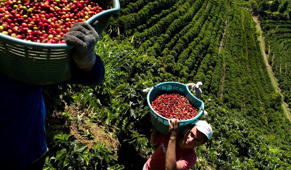 Costa store rican coffee