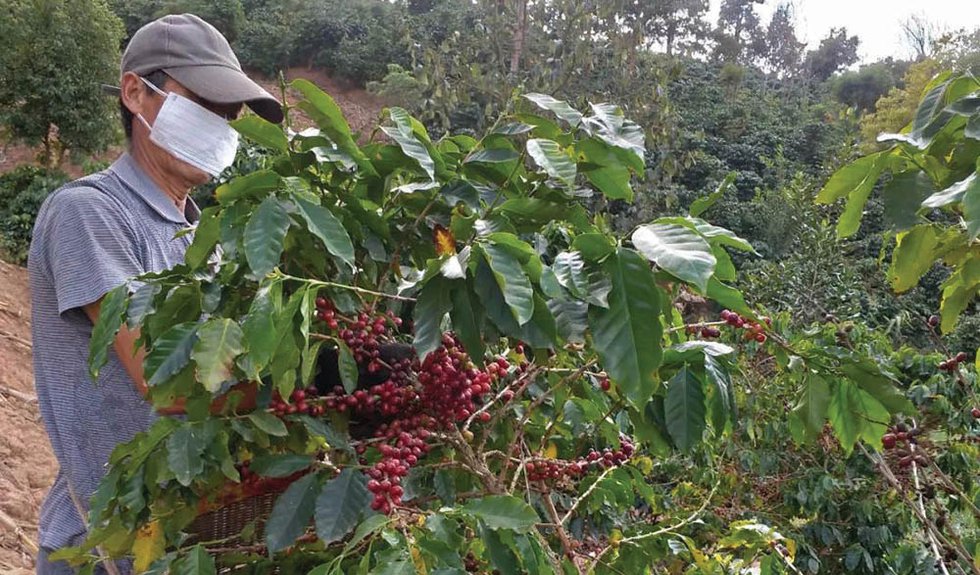 China’s Coffee Growers Survive a Difficult Year