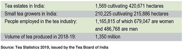 India’s Tea Industry Struggles To Flourish