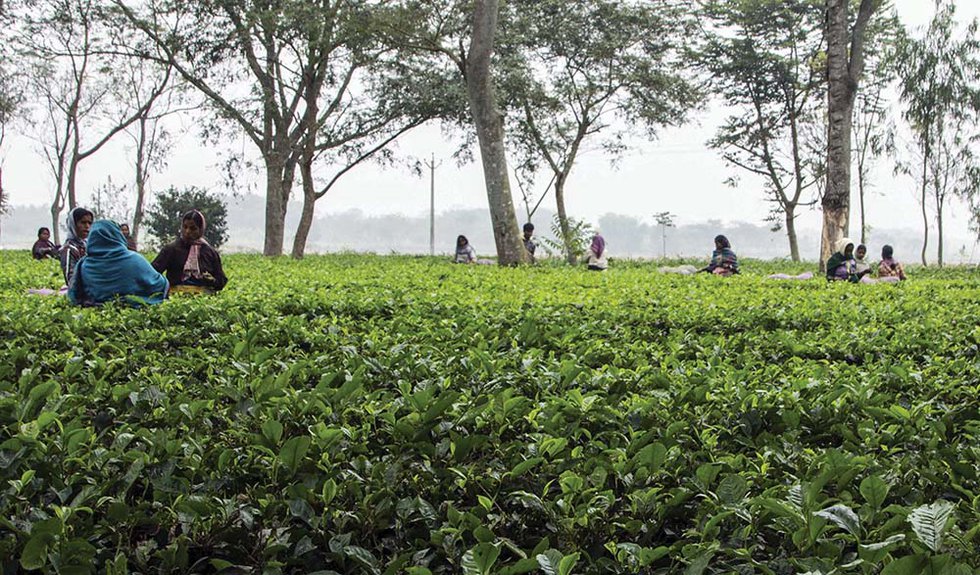 India Tea Prices Plunge as Demand Dissipates