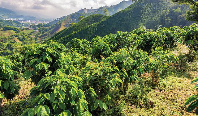 Coronavirus and Coffee in Colombia