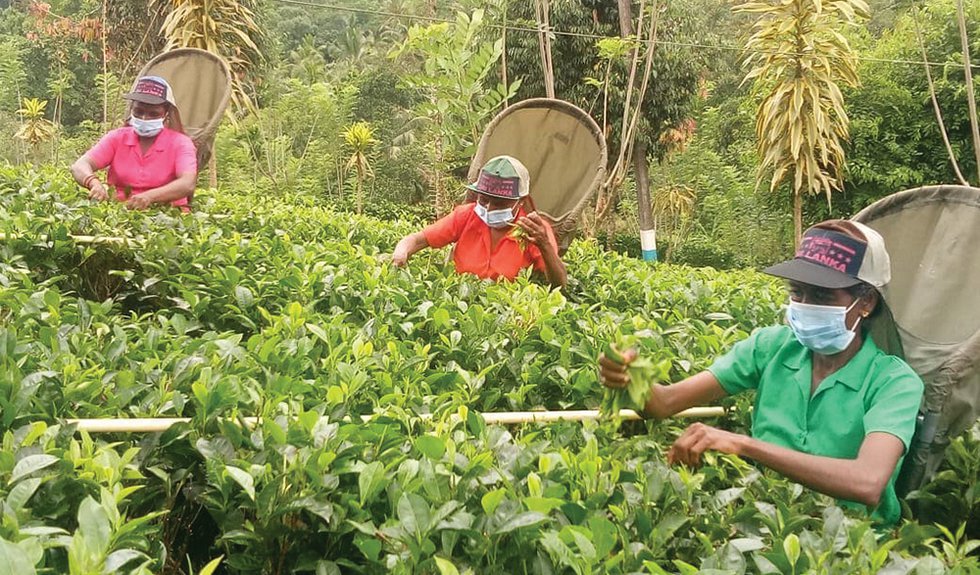 Surviving the Pandemic: Vulnerabilities In the Global Tea Industry