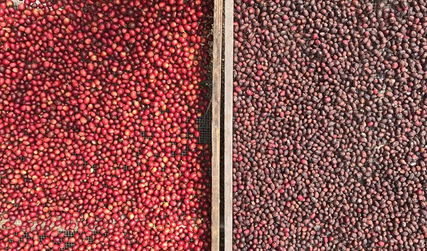 Coffee Processing Primer: Differentiation and Value-Added Distinction