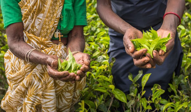 Tumult in Tea: India Defies Sanctions, Sri Lanka Suspends Tea Auction, China Lockdown Slows Global Exports