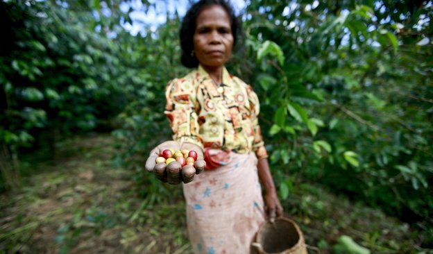 Improving Coffee and Agroforestry Livelihoods in Timor-Leste
