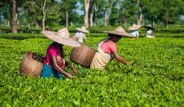 Indian Origin Update: Assam Readies for Another 200 Years in Tea ...
